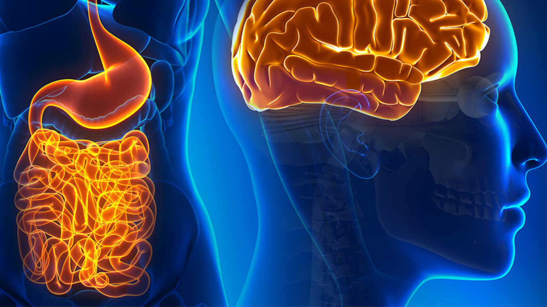 Brain and gut connection